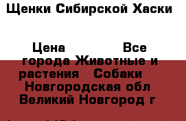 Щенки Сибирской Хаски › Цена ­ 20 000 - Все города Животные и растения » Собаки   . Новгородская обл.,Великий Новгород г.